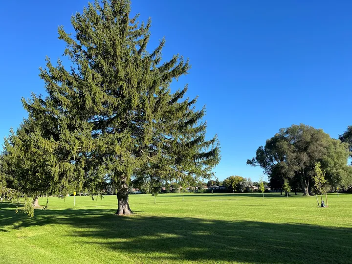 Ground-level view of Gordon Chaplin Park